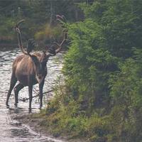 安静的寻梦人的头像