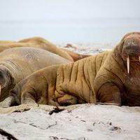 晴空小甜豆的头像