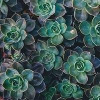 萌新用户的头像